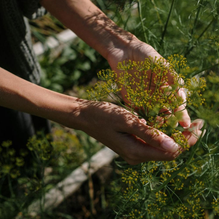 Persons Hands holding a plant