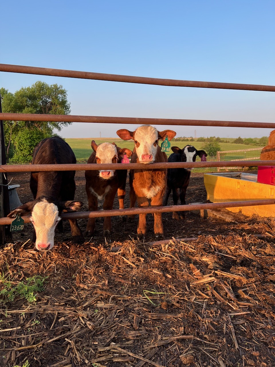 Cows on Field 